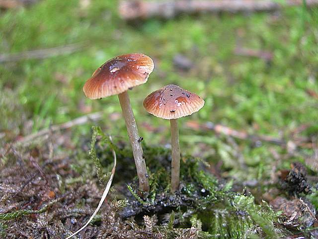 Indagine  su  una  Alnicola sp. (cfr. A. spadicea)
